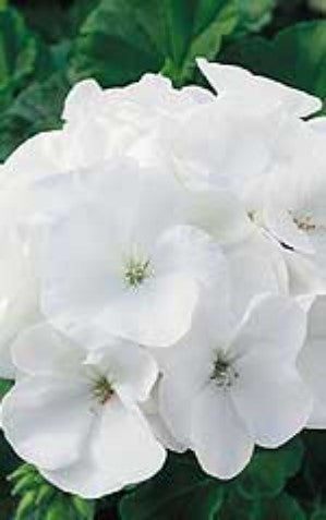 Geranium Maverick White - Ontario Seed Company
