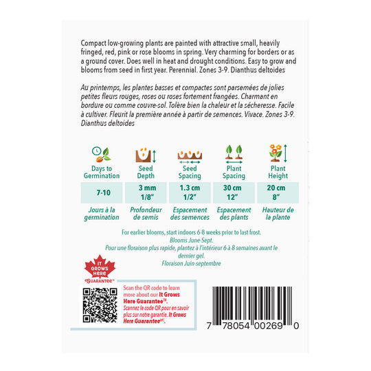 Dianthus Maiden Pink - McKenzie Seeds