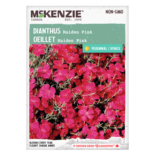 Dianthus Maiden Pink - McKenzie Seeds