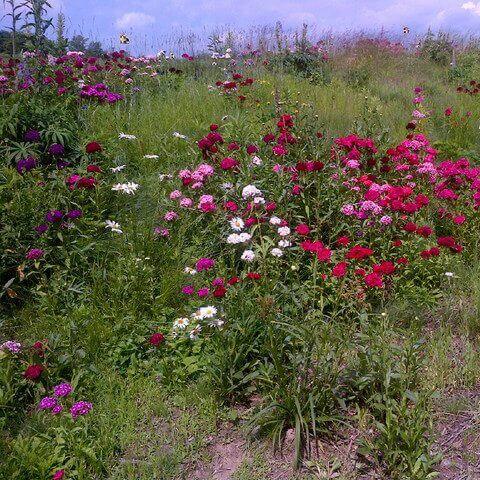 Wildflower Mixture - Ontario Seed Company