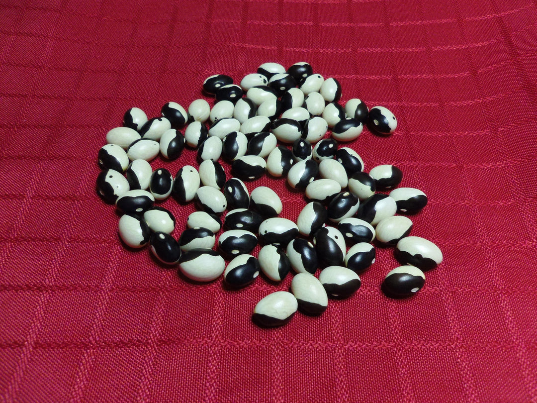 Bean Orca Bush Dry - Salt Spring Seeds