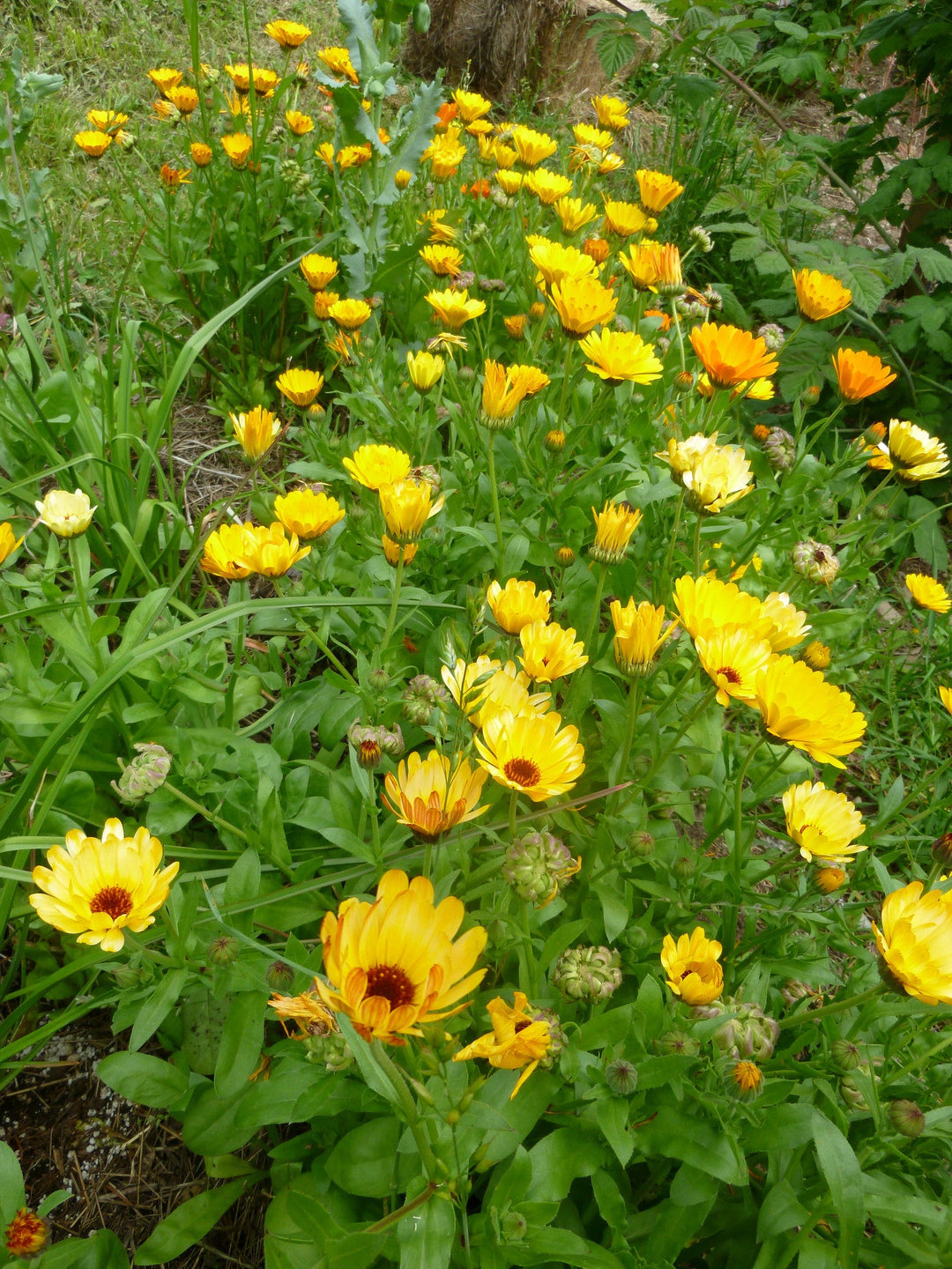 Calendula Mix - Salt Spring Seeds