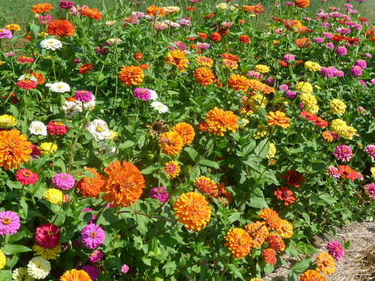 Zinnia Akasha Mix - Salt Spring Seeds