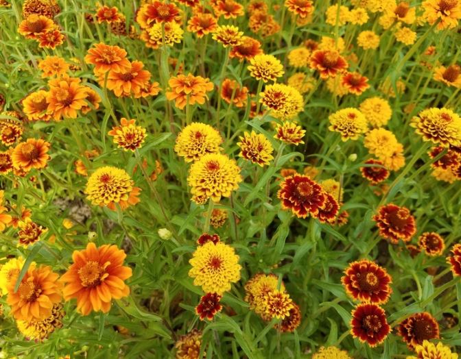 Zinnia Persian Carpet - Salt Spring Seeds