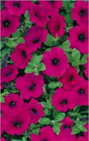 Petunia Purple Wave - Ontario Seed Company