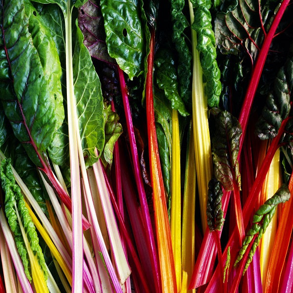 Chard Rainbow Mix - Saanich Organics