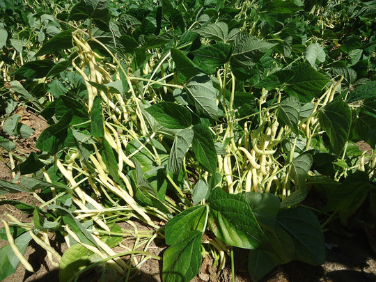 Bean Rocdor Wax Bush - Salt Spring Seeds