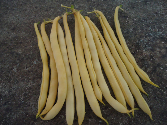 Bean Rocdor Wax Bush - Salt Spring Seeds