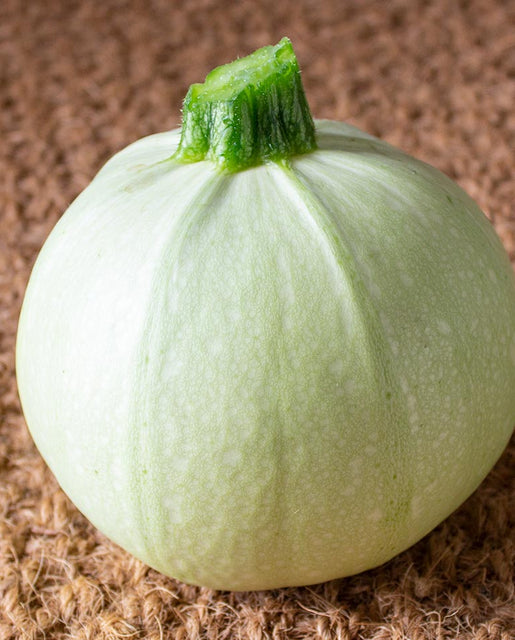 Zucchini Cue Ball - West Coast Seeds