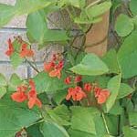 Beans Scarlet Runner - Ontario Seed Company