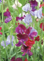 Sweet Peas Bijou Mixed Colours - Ontario Seed Company