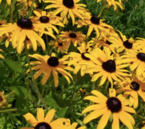 Rudbeckia Black-Eyed Susan - Ontario Seed Company