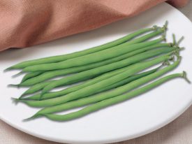 Bean French Filet Serengeti - Ontario Seed Company