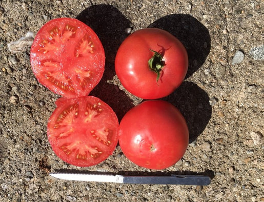 Organic Tomato Damsel - West Coast Seeds
