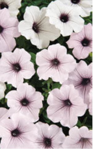 Petunia Tidal Wave - Ontario Seed Company