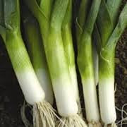 Leek King Richard - Salt Spring Seeds