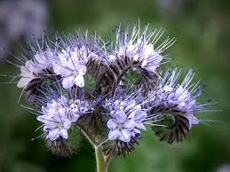 Phacelia tanecetifolia - Salt Spring Seeds