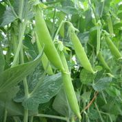 Pea Amish Snap - Salt Spring Seeds
