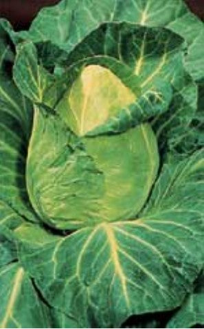 Cabbage Early Jersey Wakefield - Ontario Seed Company