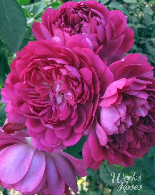 Sultry Night - Weeks Rose