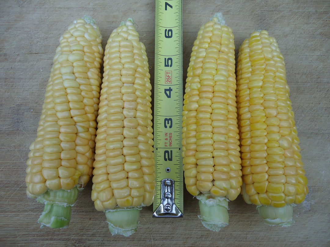 Corn Yukon Chief Sweet - Salt Spring Seeds
