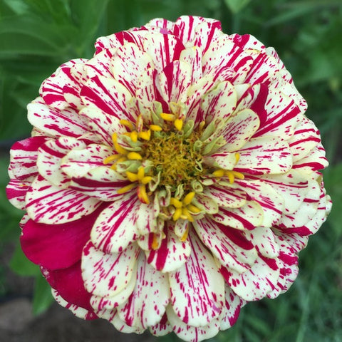 Zinnia Peppermint Stick - Salt Spring Seeds