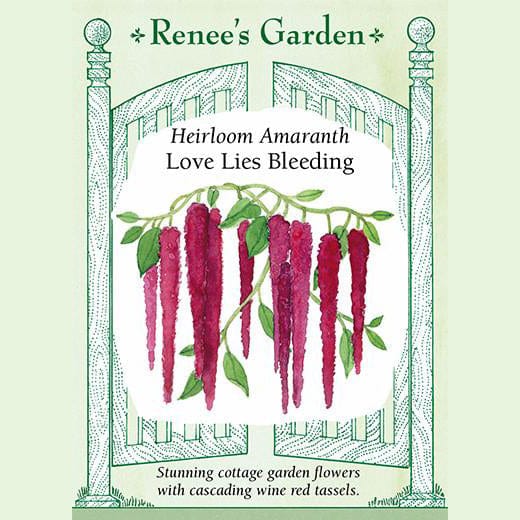 Amaranth Love Lies Bleeding - Renee's Garden