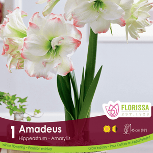 Amaryllis Amadeus