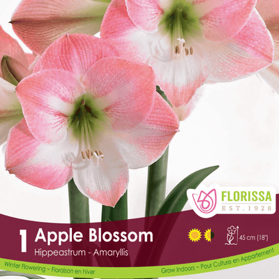 Amaryllis - Apple Blossom