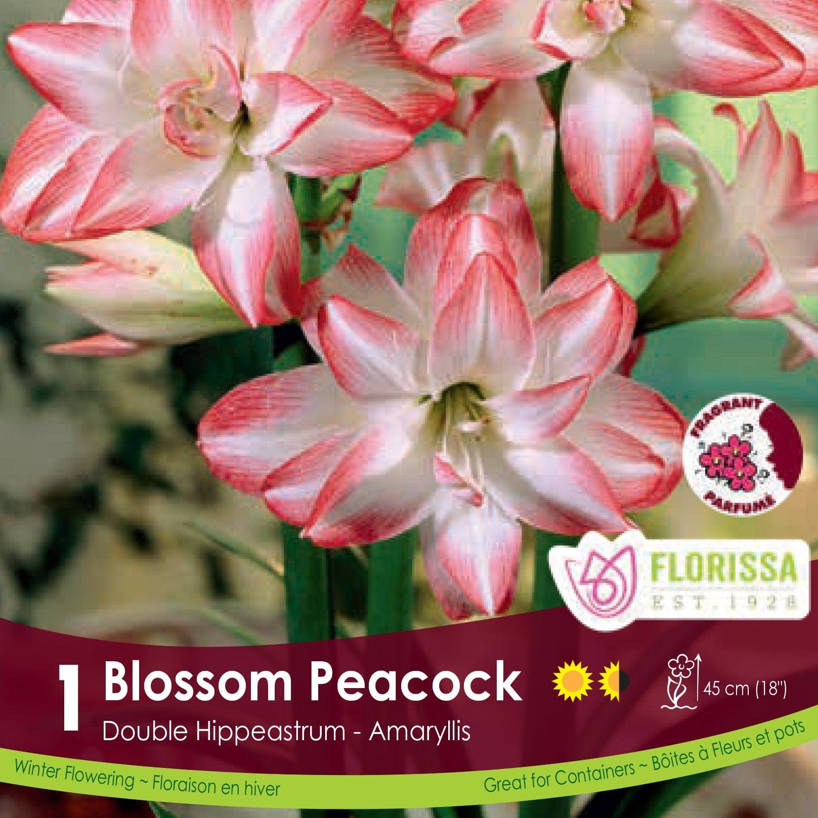 Amaryllis Double Blossom Peacock