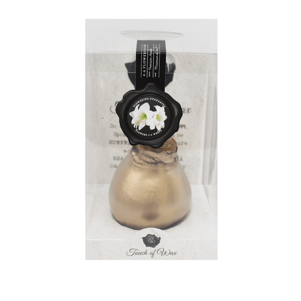 Amaryllis Bulbs, Waxed - White Flowering Gold
