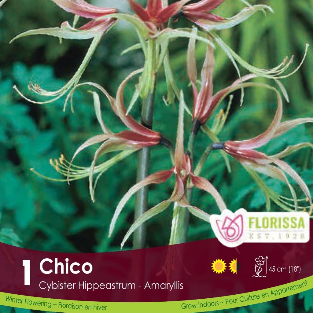 Novelty Amaryllis Chico