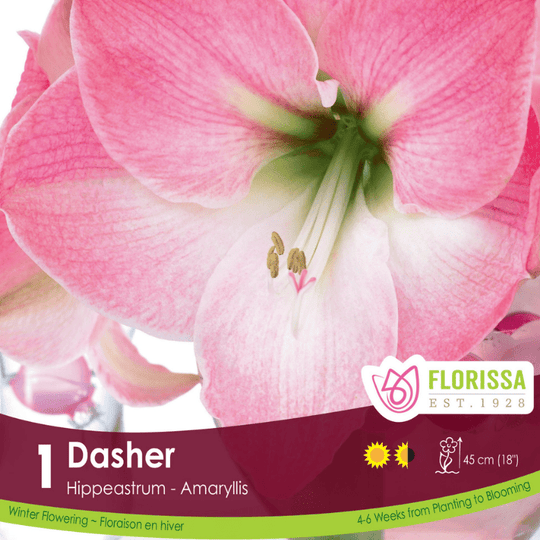 Amaryllis Christmas Bloom Dasher