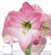 Amaryllis - Dasher