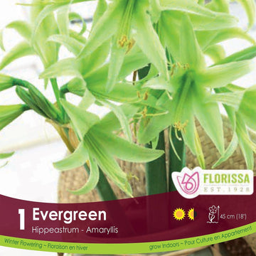 Amaryllis - Evergreen, Novelty