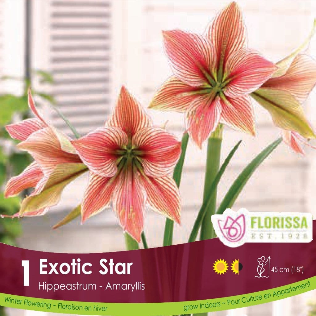 Novelty Amaryllis Exotic Star