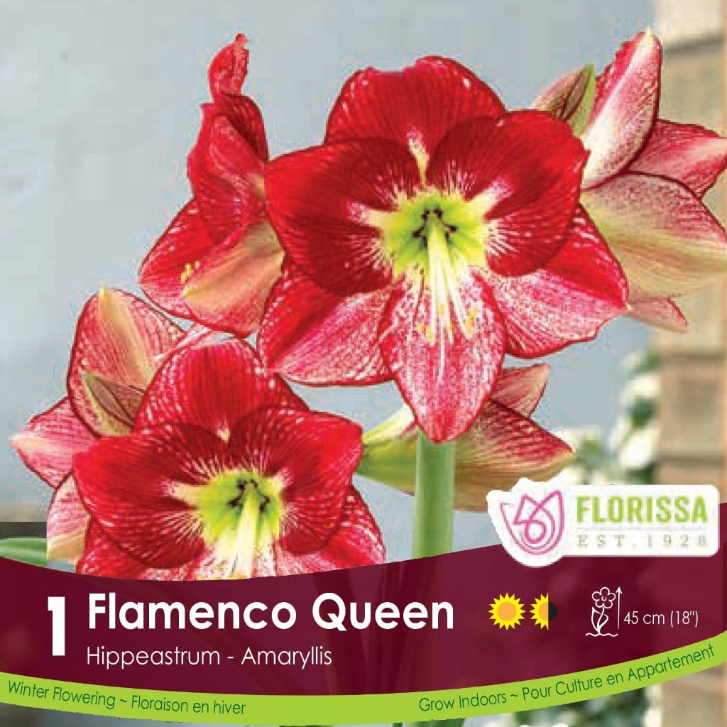 Novelty Amaryllis Flamenco Queen