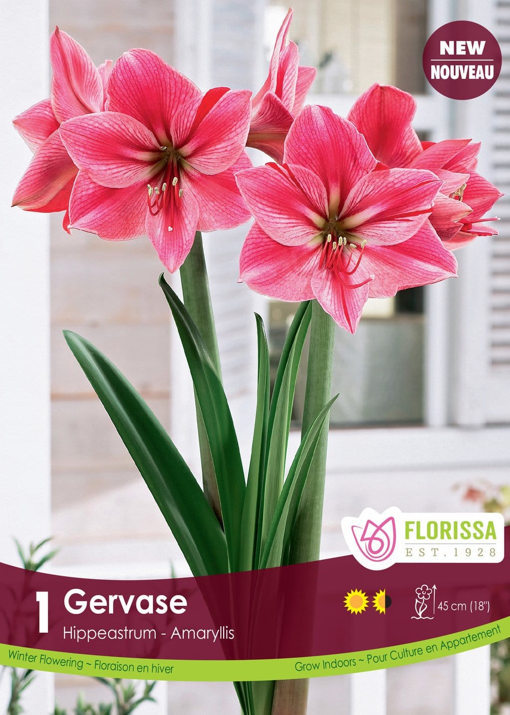 Amaryllis - Gervase