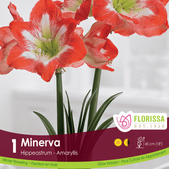 Amaryllis Minerva