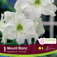 Amaryllis - Mont Blanc'