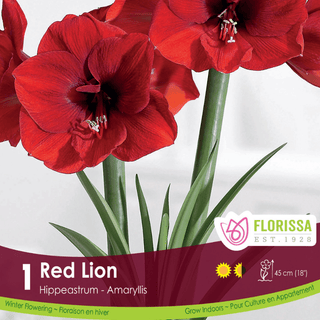 Amaryllis - Red Lion