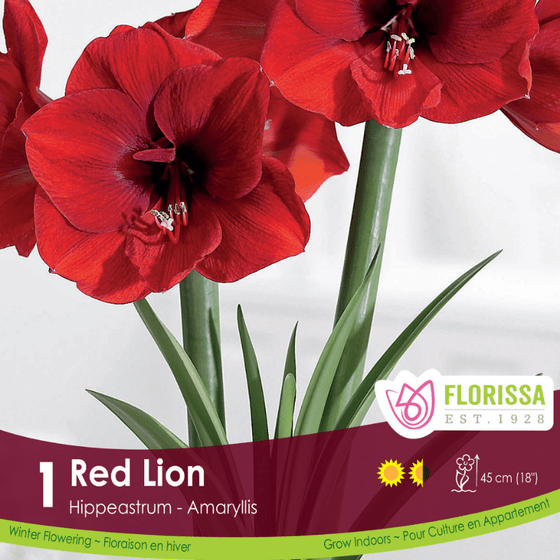 Amaryllis - Red Lion