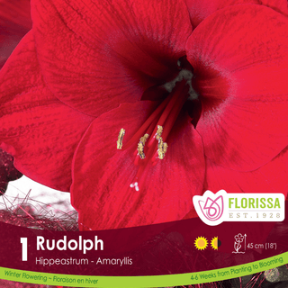 Amaryllis - Rudolph