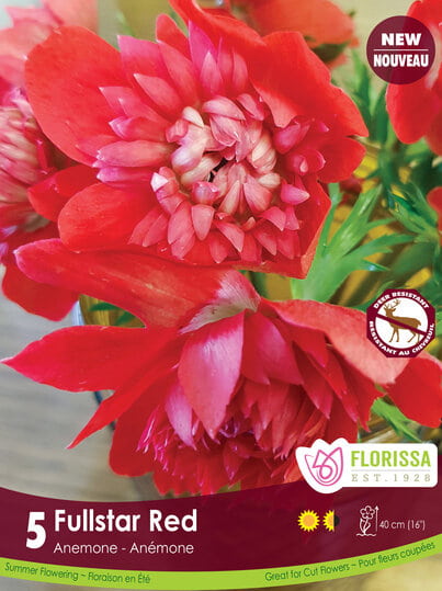 Anemone - Fullstar Red, 5 Pack