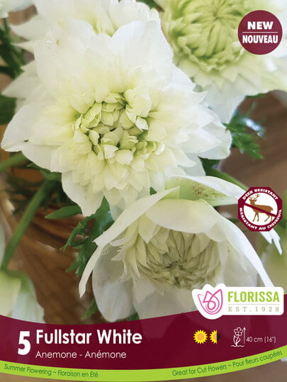 Anemone - Fullstar White, 5 Pack