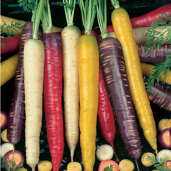 Carrot Rainbow Blend - Ontario Seed Company