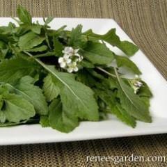 Arugula Wasabi - Renee's Garden