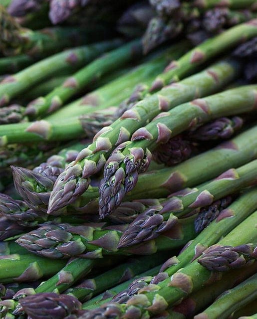 Asparagus UC157 F2 - West Coast Seeds