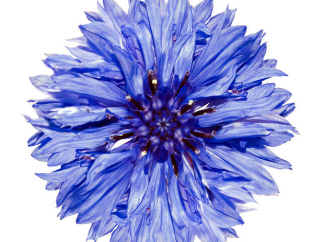 Bachelor Button Jubilee Gem - Ontario Seed Company