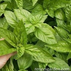 Basil Profumo di Genova - Renee's Garden Seeds